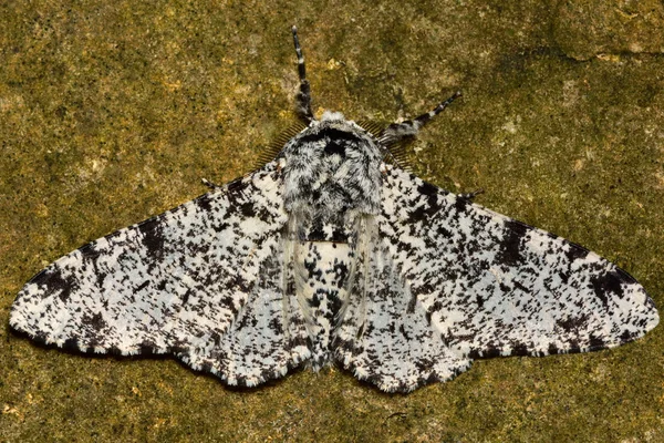 Fläckiga malfjärilar (Biston betularia) ljus form mot sten — Stockfoto