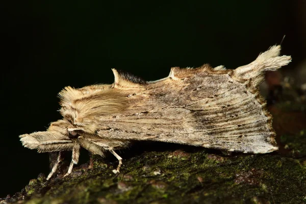 Bleke prominente nachtvlinder (Pterostoma palpina) — Stockfoto