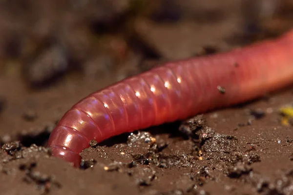 LOB, červ (Lumbricus terrestris) pohřbívat do díry v zemi — Stock fotografie