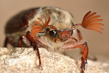 Cockchafer (baktım baktım) yaymak anten ile