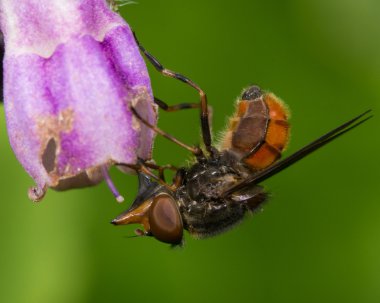 Rhingia campestris hoverfly nectaring karakafes çiçek