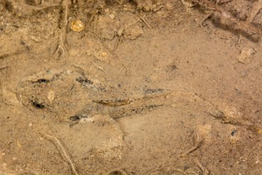 Avrupa bullhead balık (Cottus gobio)