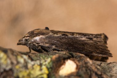 Balmumu güve (Galleria mellonella)