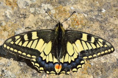 Yere istirahat Swallowtail kelebek (Papilio machaon)
