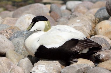 Eider ördeği (Somateria mollissima)