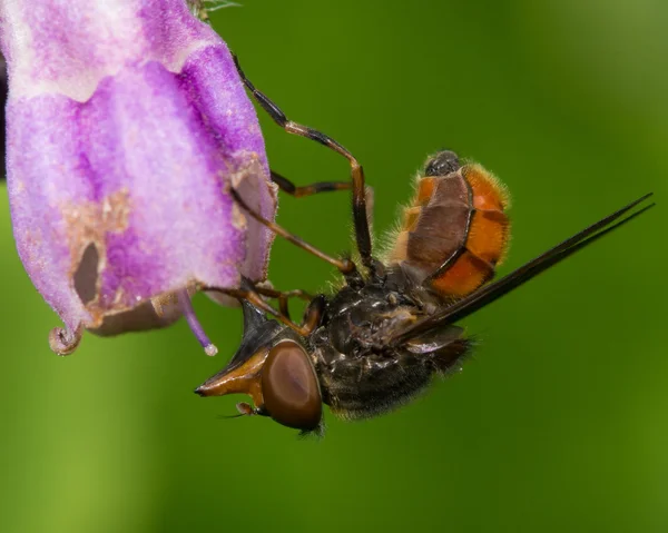 Rhingia campestris hoverfly nectaring on comfrey flower — Stock Photo, Image