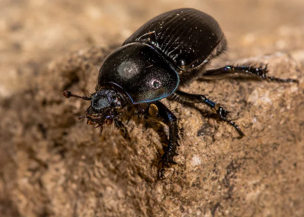 Besouro Dor (Geotrupes stercorarius) mostrando cor violeta iridescente — Fotografia de Stock