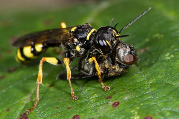 Vespa de escavador de campo (Mellinus arvensis) com presa de mosca-mosca — Fotografia de Stock