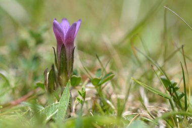 Erken yılan otu (Gentianella anglica)