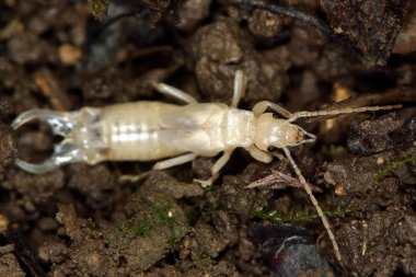 Ortak kulağakaçan (Forficula auricularia) sonra deri beyaz