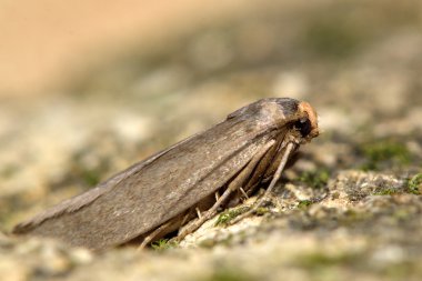 Daha az balmumu güve (Achroia grisella)