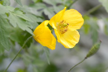 Galli haşhaş (Meconopsis cambrica)