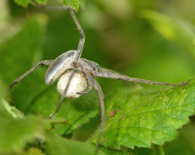 Çocuk odası web örümcek (Pisaura mirabilis) yumurta kesesi ile