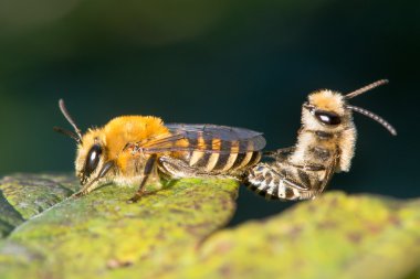 Çiftleşme Ivy arılar (Colletes hederae)