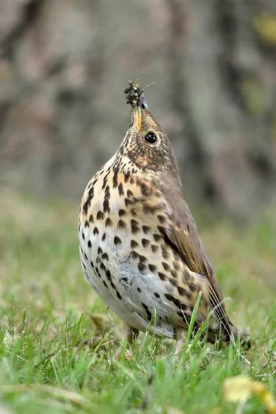 Tordo de la canción (Turdus philomelus) con caracol en pico — Foto de Stock