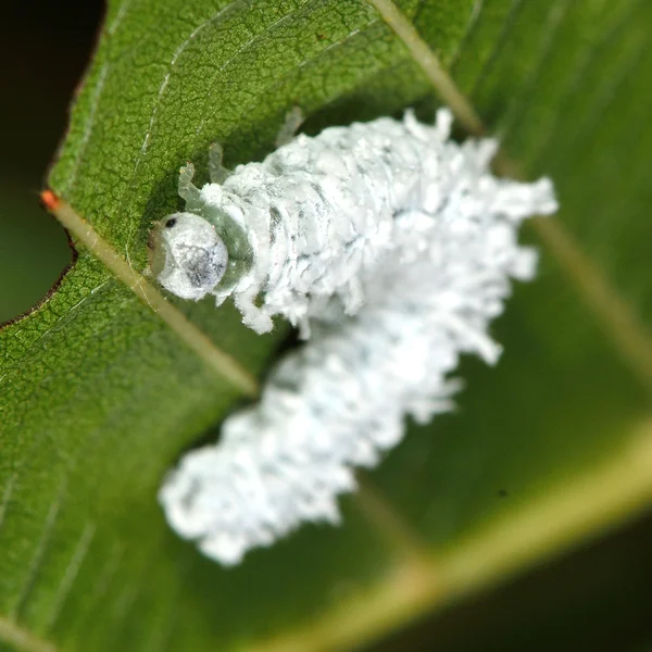 Личинка ольхи (Eriocampa ovata) — стоковое фото