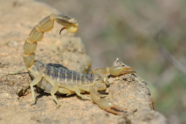 在防御姿态在阿塞拜疆的常见黄色蝎子 (东亚钳蝎 occitanus) — 图库照片
