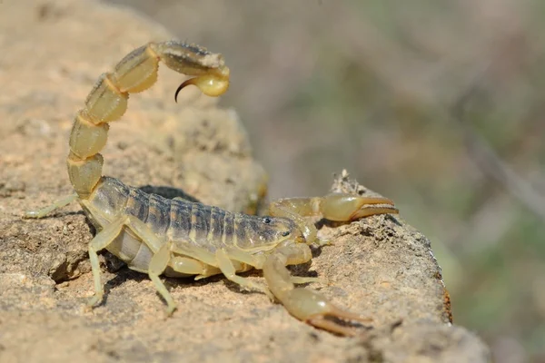 Azerbaycan savunma duruş içinde ortak sarı Akrep (Buthus occitanus)