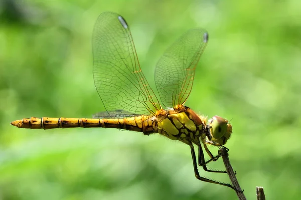 Κοινή ακοντιστής dragonfly (Sympetrum striolatum) σε κατάσταση ηρεμίας — Φωτογραφία Αρχείου