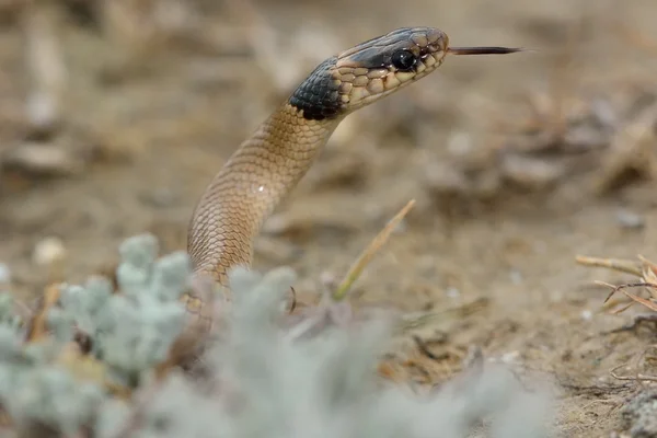 Serpent nain à collier (Eirenis collaris) avec le cou relevé et la langue sortie — Photo
