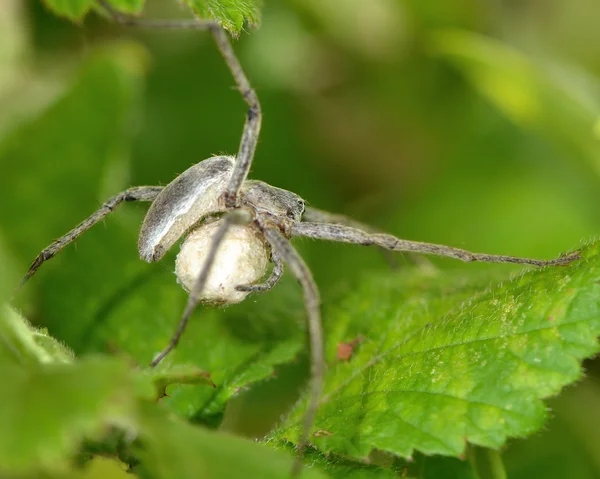 Vivero araña de tela (Pisaura mirabilis) con saco de huevo — Foto de Stock