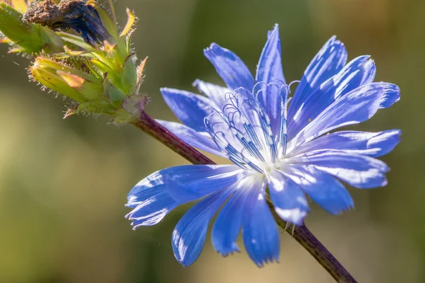 Cichorei (Cichorium intybus) bloem close-up — Stockfoto