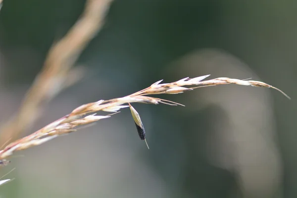 Ergot (Claviceps purpurea) — Stock fotografie