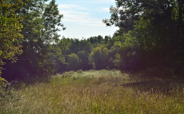 在奥塞特萨默塞特的班内尔德公社, 可以看到一个平静的草地 — 图库照片