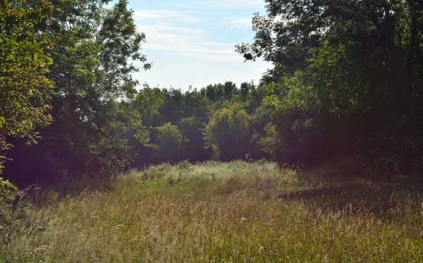 Uma vista de um prado calcário em Bannerdown Common em Somerset, Reino Unido — Fotografia de Stock