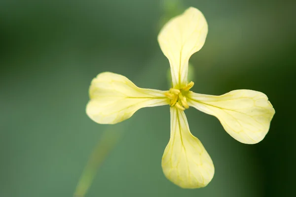 Sea radish (Raphanus raphanistrum subsp. maritimus) — Stock Photo, Image