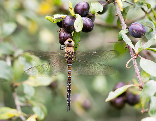 Migrant hawker dragonfly (Aeshna mixta) at rest on blackthorn