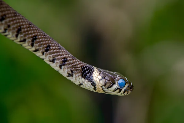 Serpente d'erba (Natrix natrix) pronto a perdere la pelle con gli occhi azzurri — Foto Stock