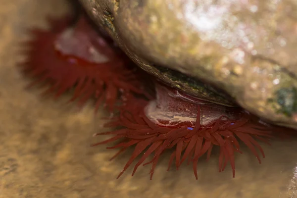 Анемони з бісеру (Actinia equina ) — стокове фото