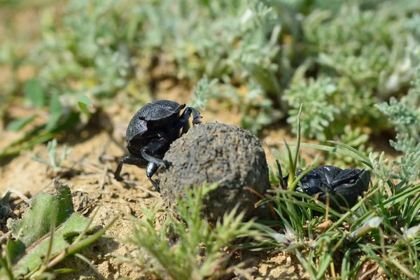 Besouros de esterco rolando uma bola de esterco no Azerbaijão — Fotografia de Stock