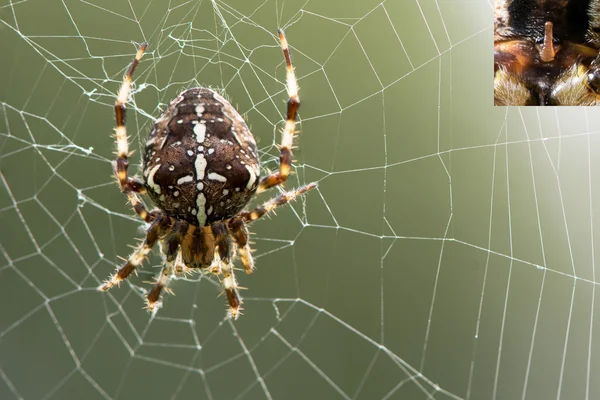 Araneus diadematus spider on web, with detail of epigyne — Stock Photo, Image