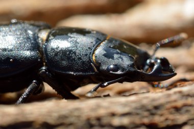 Küçük Stag Beetle (Dorcus parallelipedus) erkek