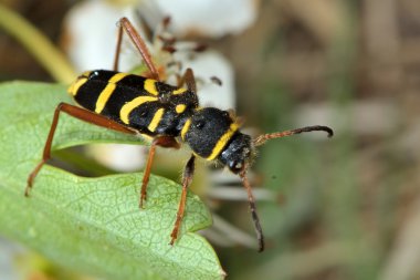Yabanarısı böceği (Clytus arietis)