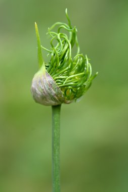 Yabani soğan (Allium vineale) yaklaşık çiçek tomurcuk,
