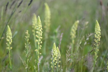Wild mignonette (Reseda lutea) flowering in an English meadow clipart
