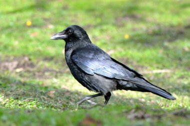 Leş kargası (Corvus corone) profil parlak tüylü