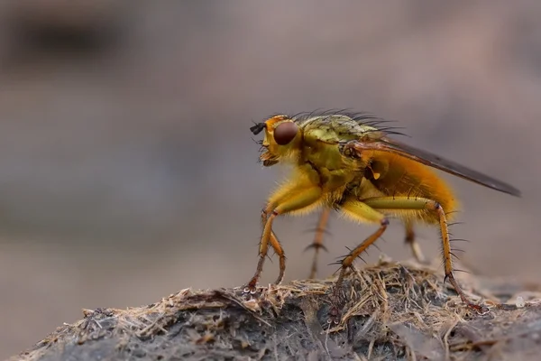 Mosca común de estiércol amarillo (Scathophaga stercoraria) de pie sobre una palmadita de vaca — Foto de Stock