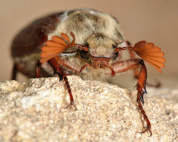 Coqueteleira (Melolontha melolontha ) — Fotografia de Stock