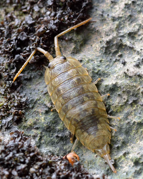 Typowe morze slater (Ligia oceanica) — Zdjęcie stockowe