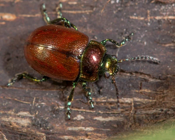 Chrysolina polita beetle — Φωτογραφία Αρχείου