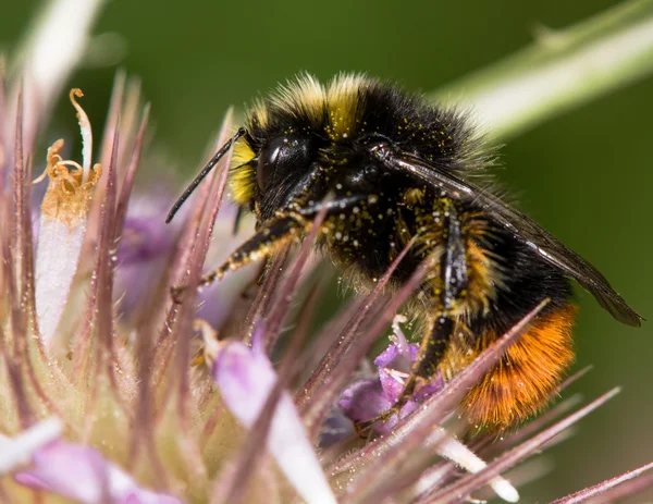 Rödstjärtad humlor (Bombus lapidarius) manliga nectaring på tistel — Stockfoto