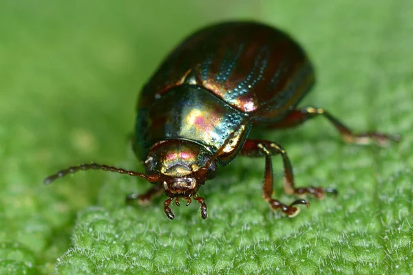 Besouro-de-folha-rosmaninho (Chrysolina americana ) — Fotografia de Stock