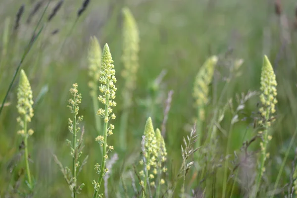 Mignonette salvaje (Reseda lutea) floreciendo en un prado inglés — Foto de Stock