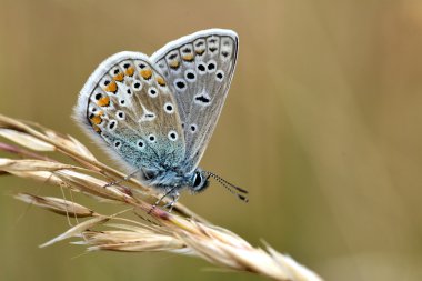 Genel mavi kelebek (Polyommatus icarus)