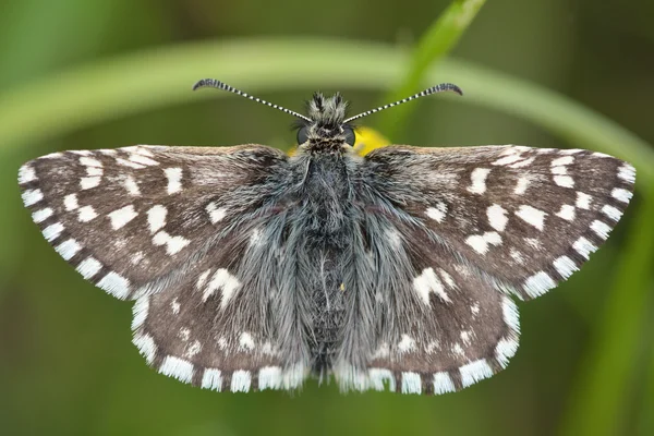 Gråhårig skeppare (Pyrgus malvae) fjäril — Stockfoto