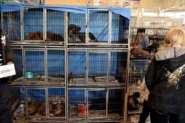 Собаки в клетках для продажи на рынке в Азербайджане
